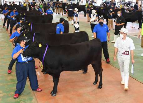 全共県最終予選会の審査に臨む牛＝霧島市の姶良中央家畜市場
