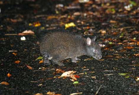 道路上に現れるアマミノクロウサギ＝奄美市住用