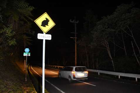 アマミノクロウサギの事故死が多発している県道湯湾新村線＝瀬戸内町阿室釜