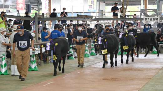 ８月２８、２９日にあった県最終予選会の様子＝霧島市の姶良中央家畜市場