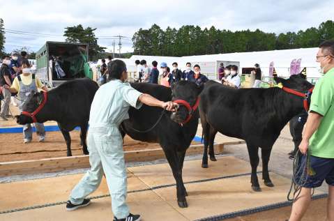 県外からトラックで到着し、牛舎に向かう出品牛＝４日午後、霧島市牧園