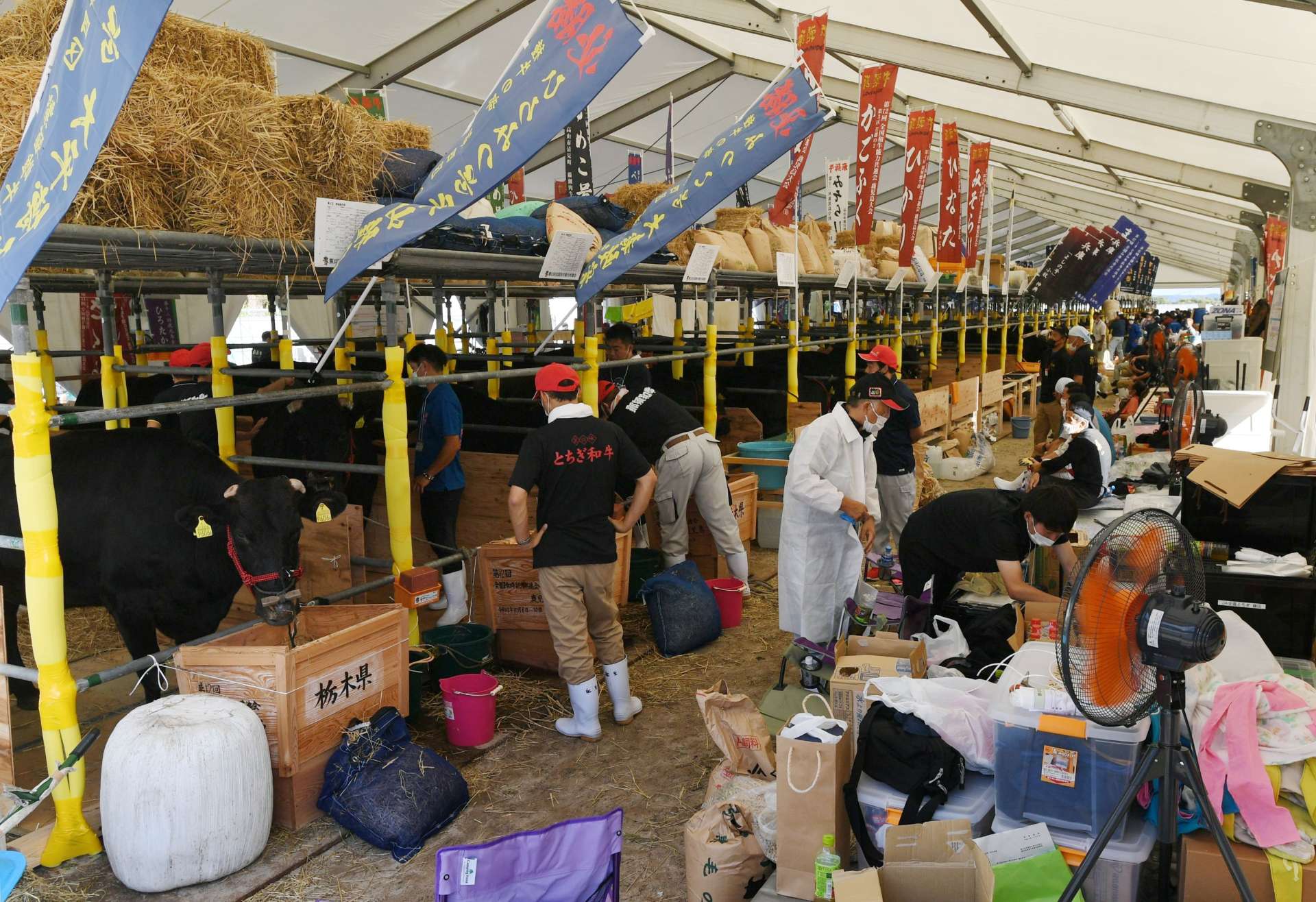 牛舎内で開幕に向けた準備に追われる全国各地の生産者ら＝４日午後、霧島市牧園