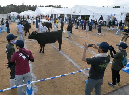 全国各地から続々会場入りし、準備に余念がない生産者らと代表牛＝４日午後、霧島市牧園