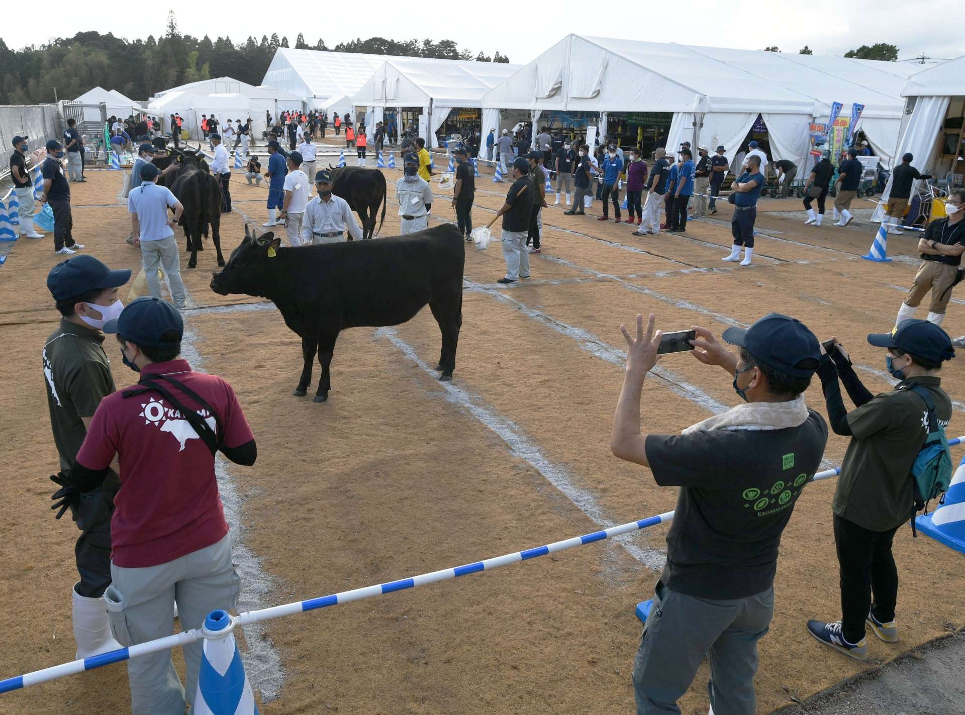 全国各地から続々会場入りし、準備に余念がない生産者らと代表牛＝４日午後、霧島市牧園
