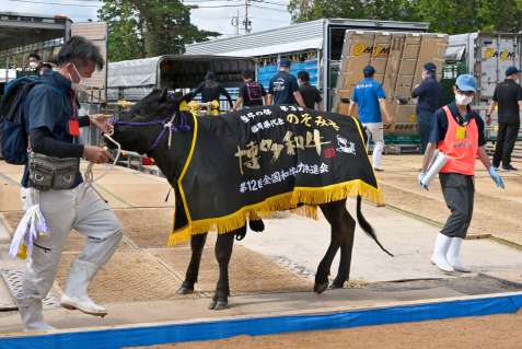 ６日開幕の全国和牛能力共進会に参加する牛が続々と到着するメーン会場＝４日午後、霧島市牧園