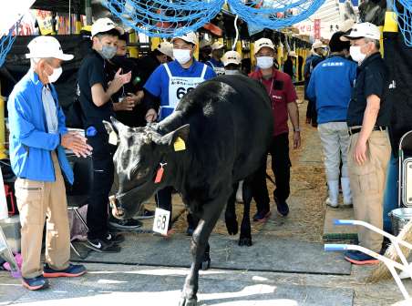 牛舎を出て測定会場に向かう鹿児島県の代表牛＝５日、霧島市牧園