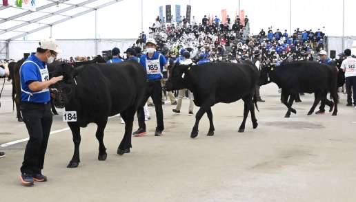 ５区で優等賞首席を獲得した（左から）「こづる」「なつみ」「さくら」＝９日、霧島市牧園