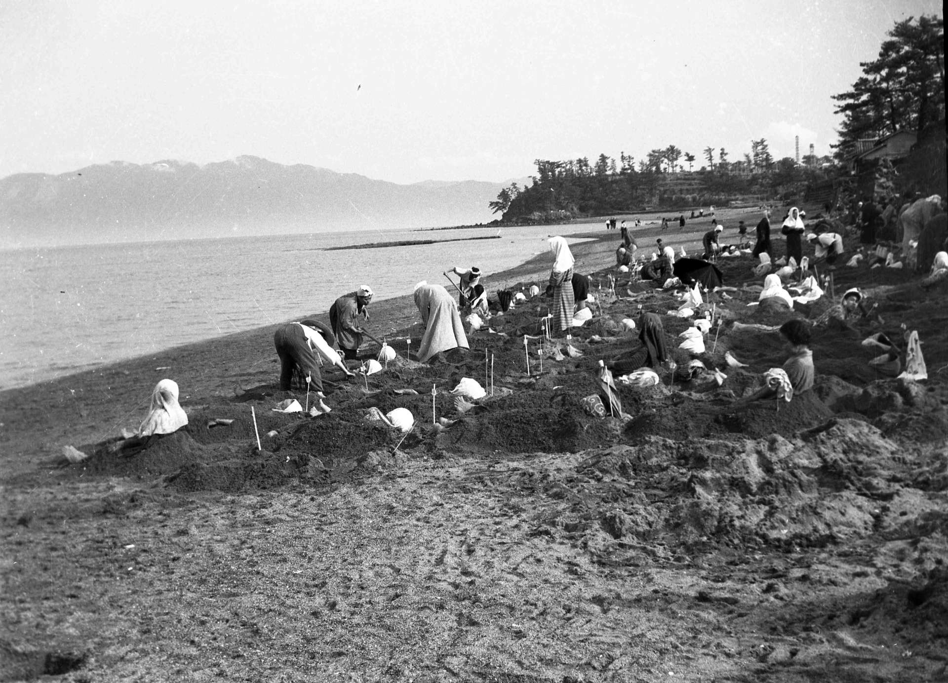 湯治客でにぎわう指宿市湯の浜（今の湯の浜５丁目）の砂蒸し温泉＝１９５５（昭和３０）年４月