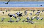 出水平野に飛来しているツル＝１１月１日、出水市の荒崎休遊地