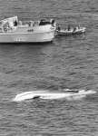 坊ノ岬の南西４キロ付近を白い船体を横転し漂流する開洋丸＝１９８５（昭和６０）年４月１日