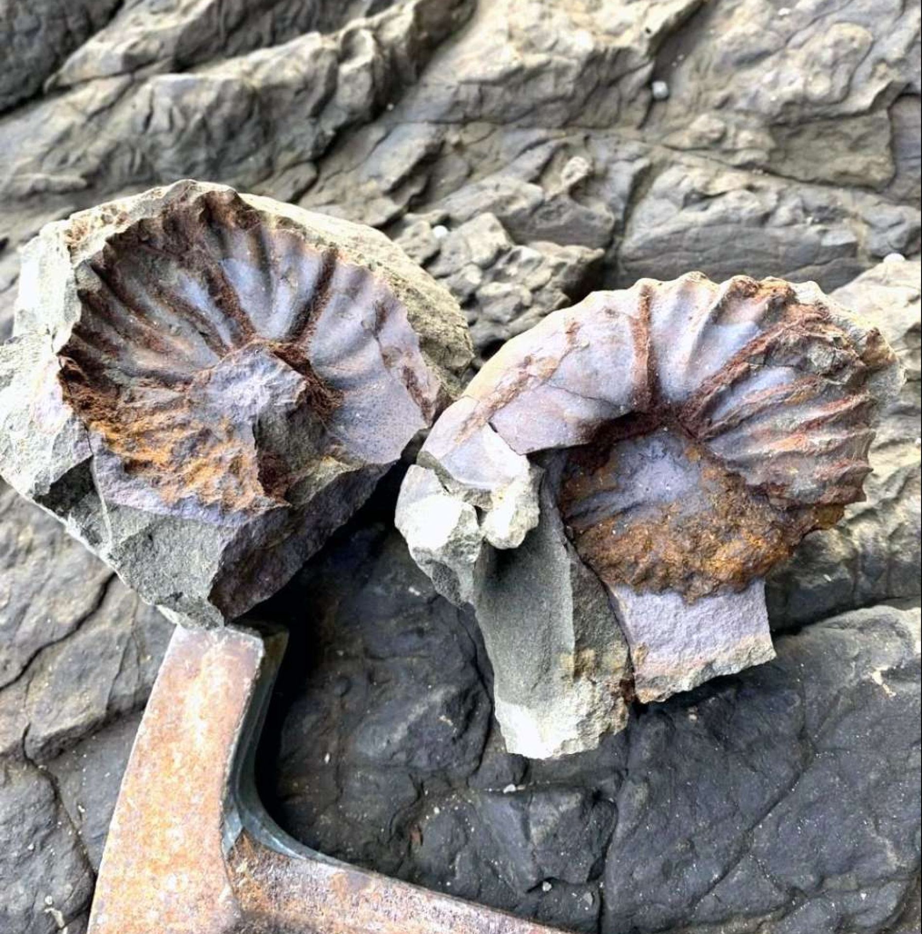 獅子島の恐竜発掘調査では、アンモナイトの化石が続々と見つかった。地層が恐竜時代の白亜紀後期であることを示している＝１１月、長島町獅子島