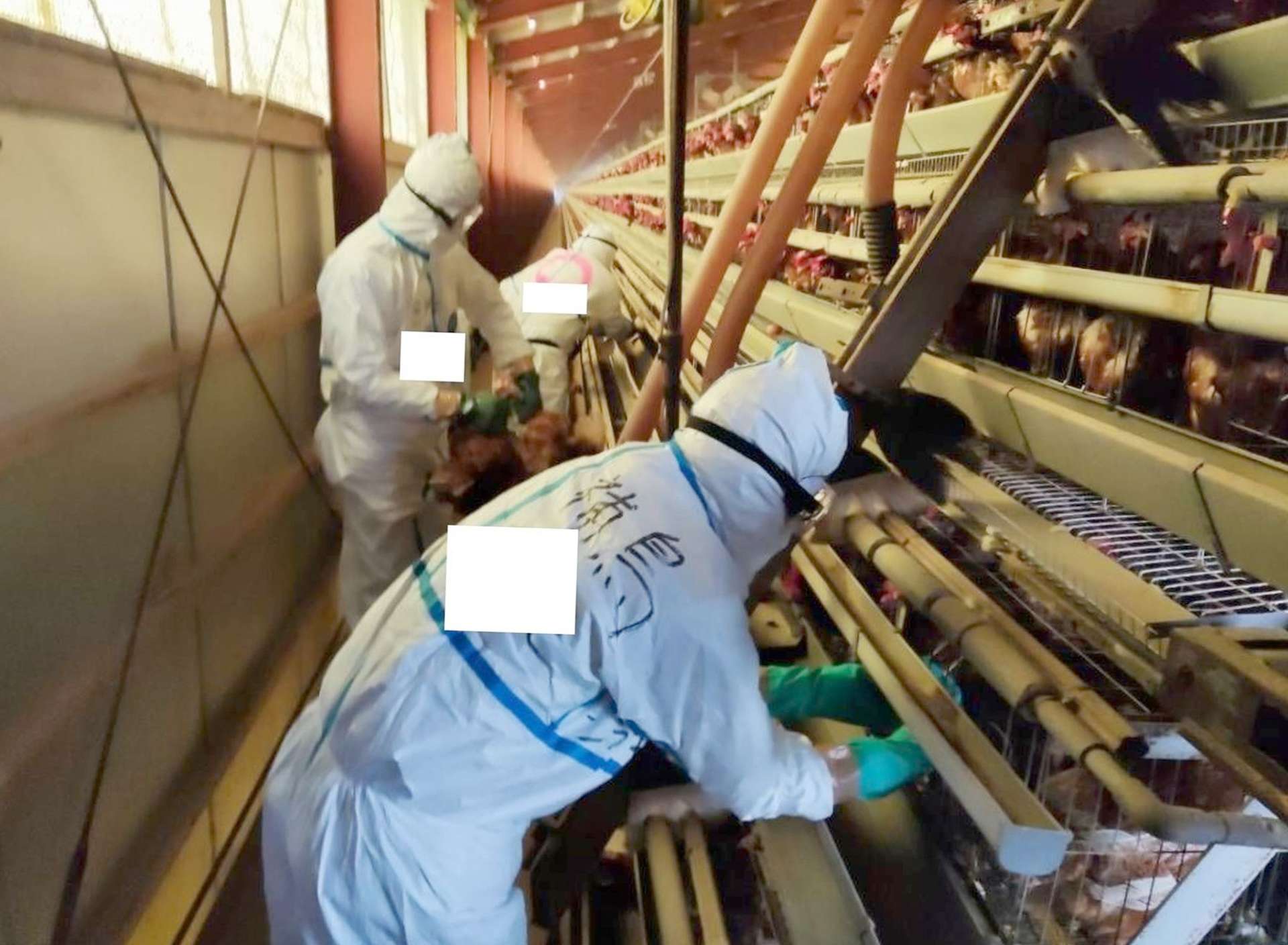 【資料写真】１１例目が発生した養鶏場で殺処分のため鶏を捕まえる作業員＝阿久根市（県畜産課提供）