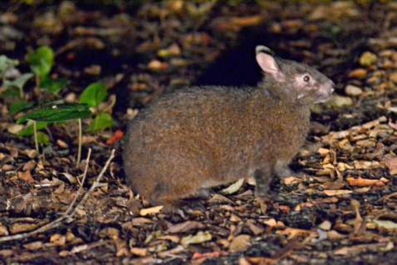 アマミノクロウサギ