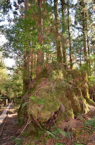 縄文杉登山道のトロッコ軌道脇にある江戸時代に伐採された切り株の上に、スギやヤマグルマなど新たな植物が着生している＝２０２１年１２月、屋久島町