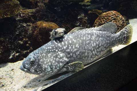 かごしま水族館に展示されているタマカイ。上はハリセンボン＝２０１４年撮影