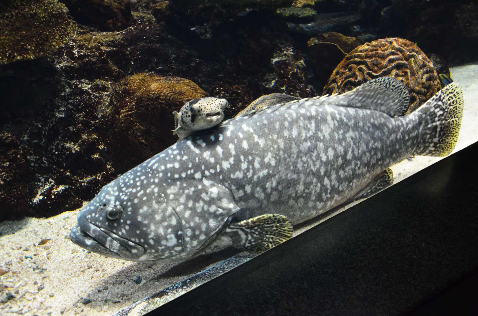 かごしま水族館に展示されているタマカイ。上はハリセンボン＝２０１４年撮影