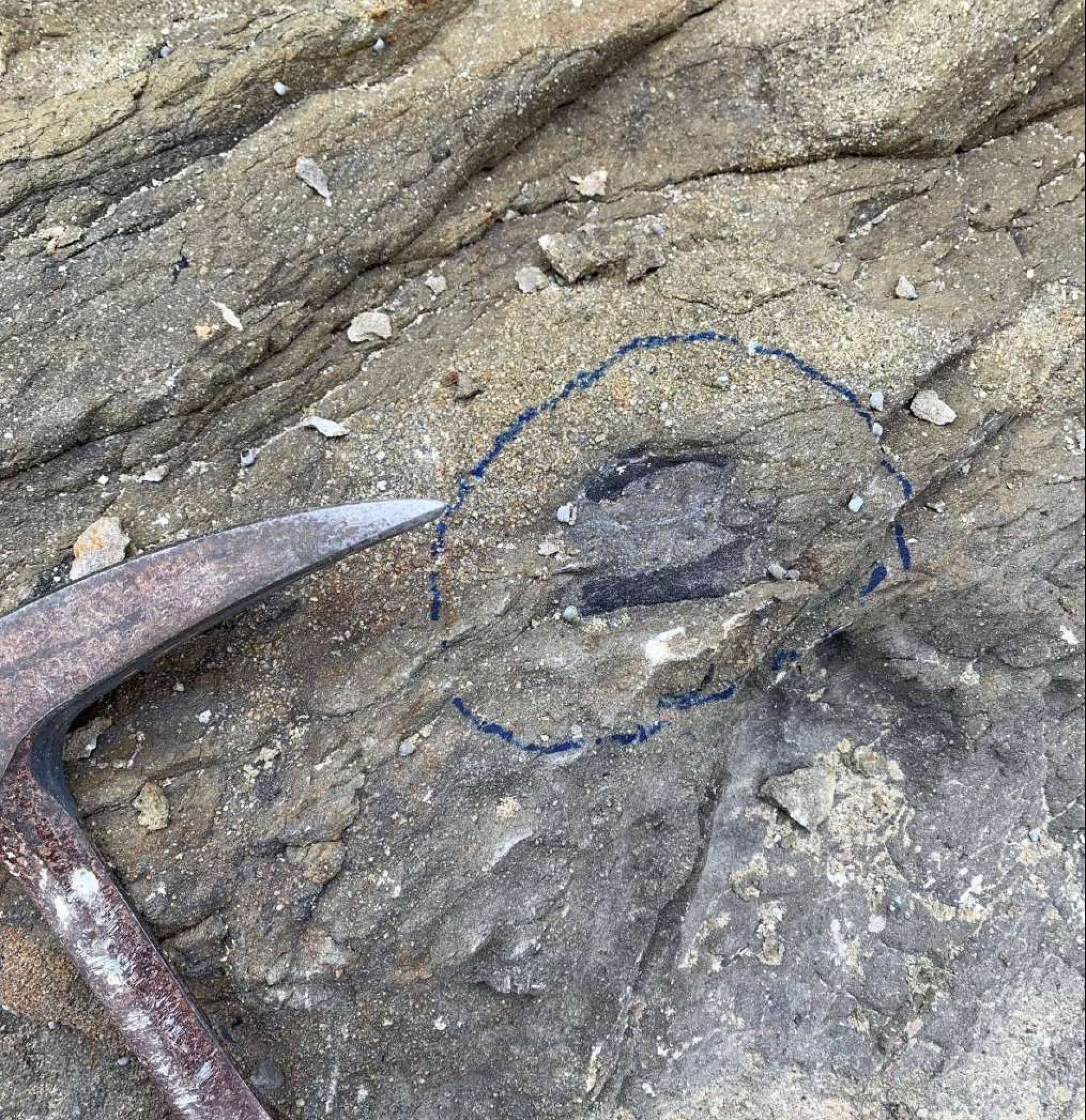白亜紀の大型爬虫類と思われる骨化石。骨が円形に埋まっており、頭骨の可能性がある＝２０２２年１２月１日、長島町獅子島