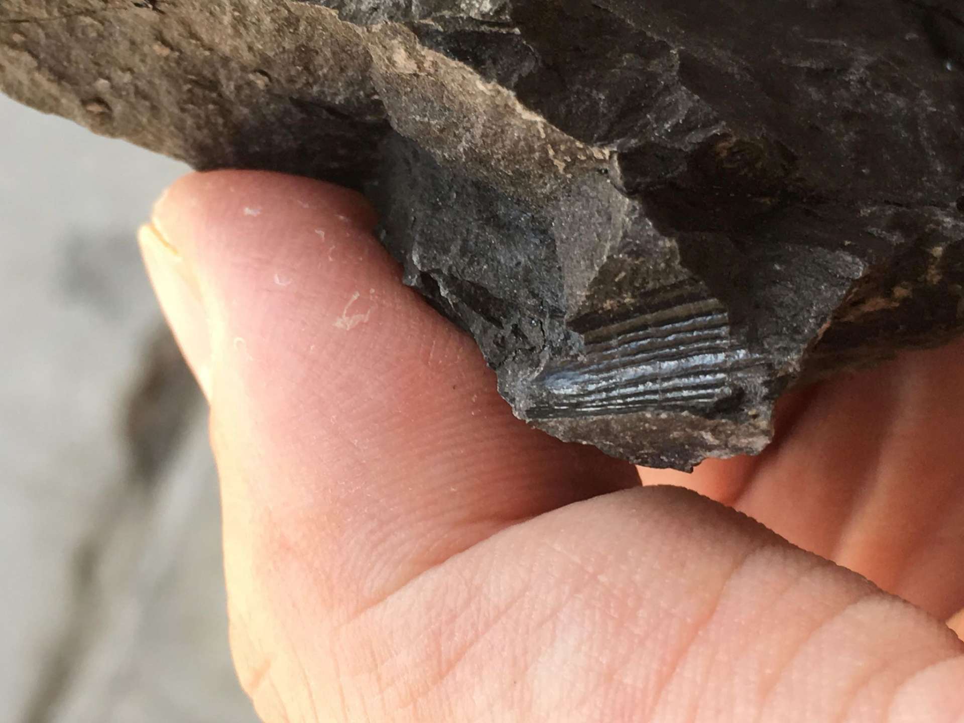 割れた泥岩の中に、スピノサウルス類の歯の模様がくっきり現れていた＝２０１８年１０月、和歌山県湯浅町