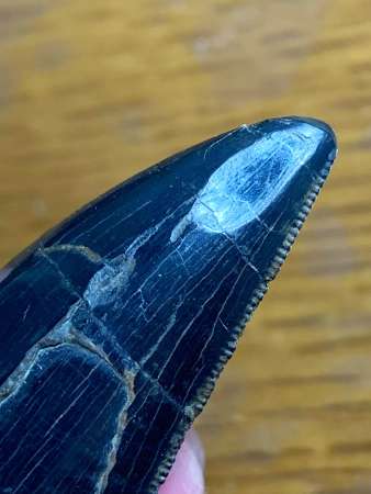 ナイフのように鋭く、右側の縁には肉食動物の特徴である、のこぎりのようなギザギザが確認できる。先端のだ円形のへこみは、歯ぎしりの跡