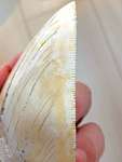 横から見たメガロドンの歯。鋭い鋸歯で獲物を切り裂いた