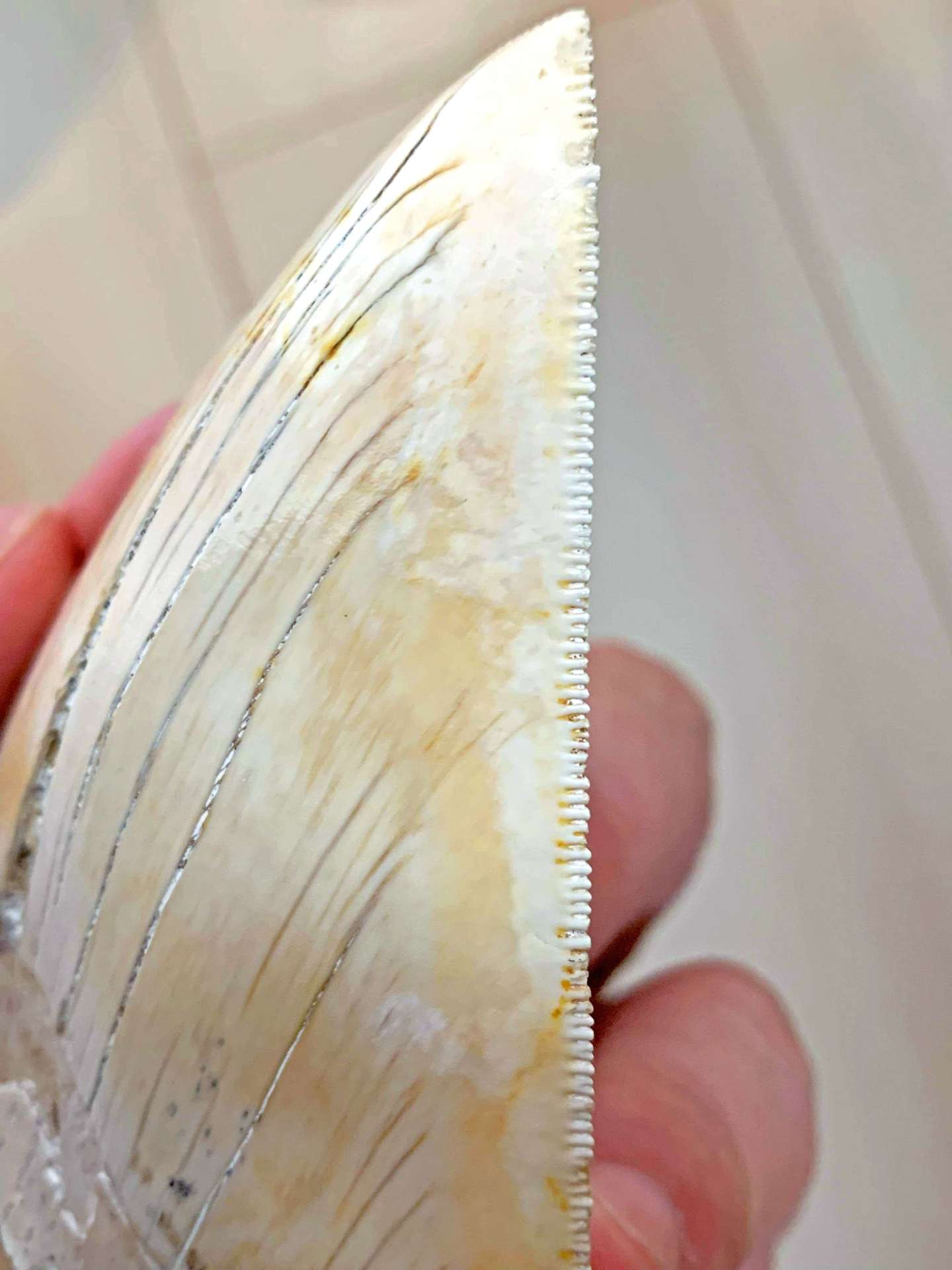 横から見たメガロドンの歯。鋭い鋸歯で獲物を切り裂いた