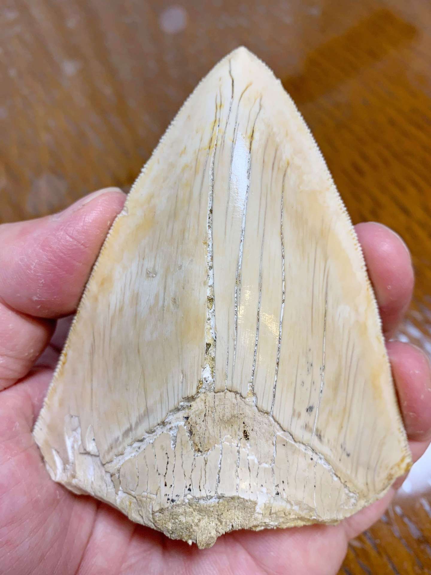 天狗の爪と呼ばれるメガロドンの歯化石。長さ１５センチ。縁に細かい鋸歯がある。宮城県亘理町で１９９３年に採集した