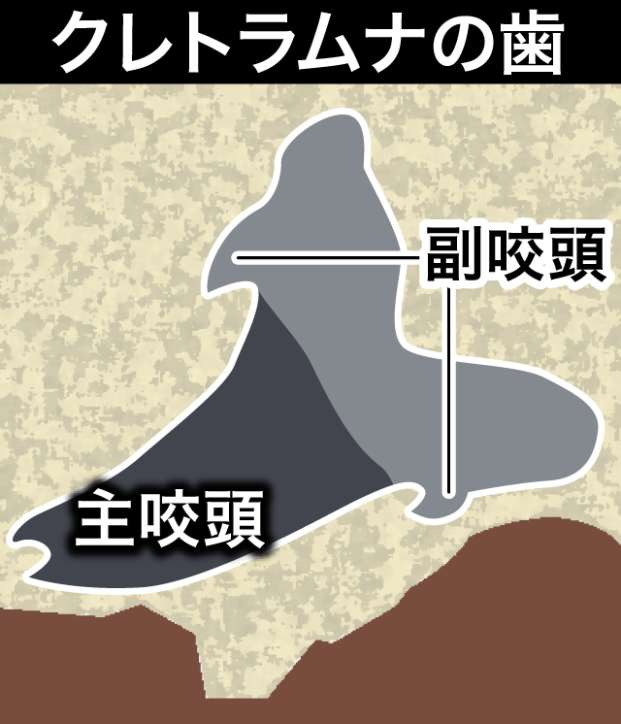 ［イラスト］写真（クレトラムナの歯）の化石を分かりやすく説明