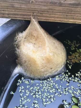 シロアゴガエルの泡巣（環境省沖縄奄美自然環境事務所提供）