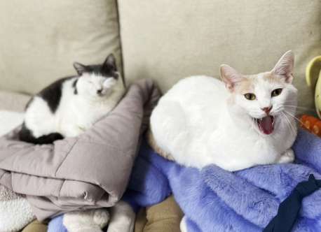 小学生の頃、おやじの上に降ってきた猫への感謝は今も忘れない。写真は、現在サンシャイン池崎家で暮らす風神（左）と雷神