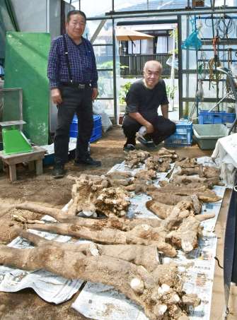 【別カット】重さ78キロ、掘り出されたヤマイモを広げてみた