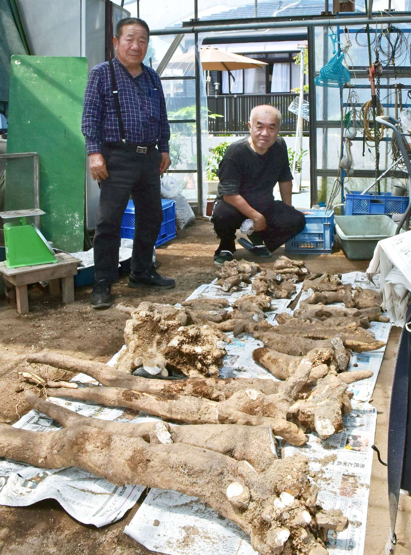 【別カット】重さ78キロ、掘り出されたヤマイモを広げてみた
