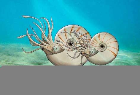 白亜紀の北海道に生きていたテトラゴニテス・ミニムスの雌雄ペアの復元画（（ｃ）相場大佑）
