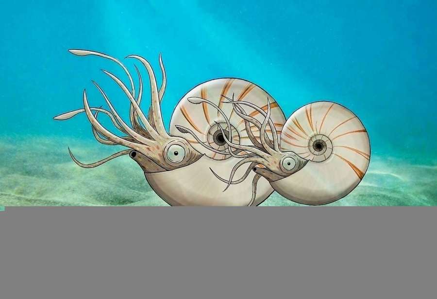 白亜紀の北海道に生きていたテトラゴニテス・ミニムスの雌雄ペアの復元画（（ｃ）相場大佑）