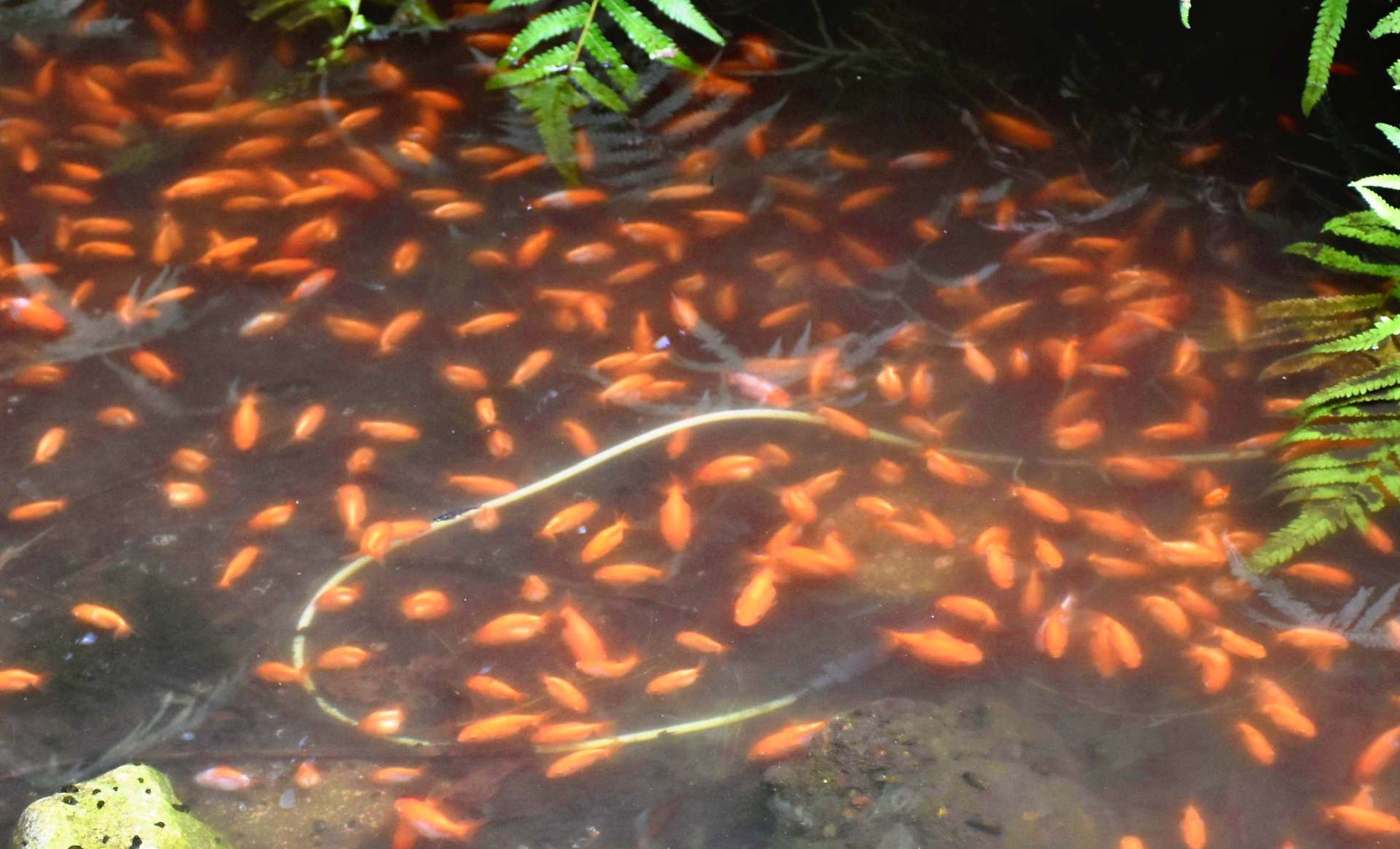 北辰神社境内のホタル飼育池に捨てられていた金魚＝１３日、霧島市国分清水３丁目
