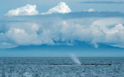 潮を吹くマッコウクジラ＝１３日、鹿児島湾（射手園芽さん提供）