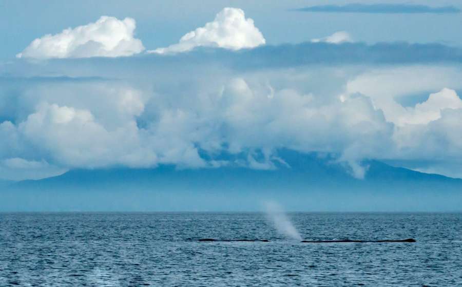潮を吹くマッコウクジラ＝１３日、鹿児島湾（射手園芽さん提供）