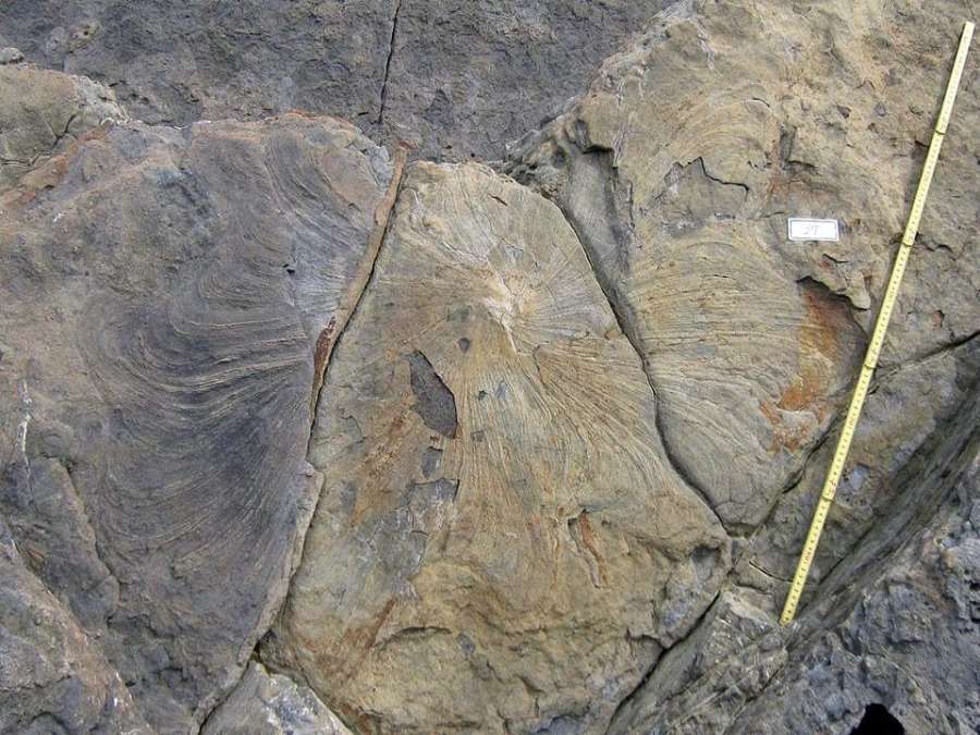 複数の傘を重ねたような不思議な構造のズーフィコス化石（鹿児島県立博物館提供）