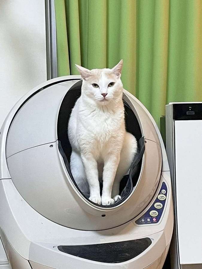 現在の池崎家にある全自動猫トイレ。雷ちゃんは片脚踏ん張り気味？