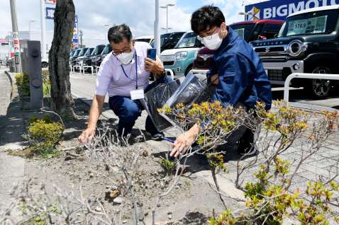【ツツジ写真】ビッグモーター鹿児島店前の街路樹や植え込みの状態を確認する県職員＝２７日、鹿児島市宇宿２丁目