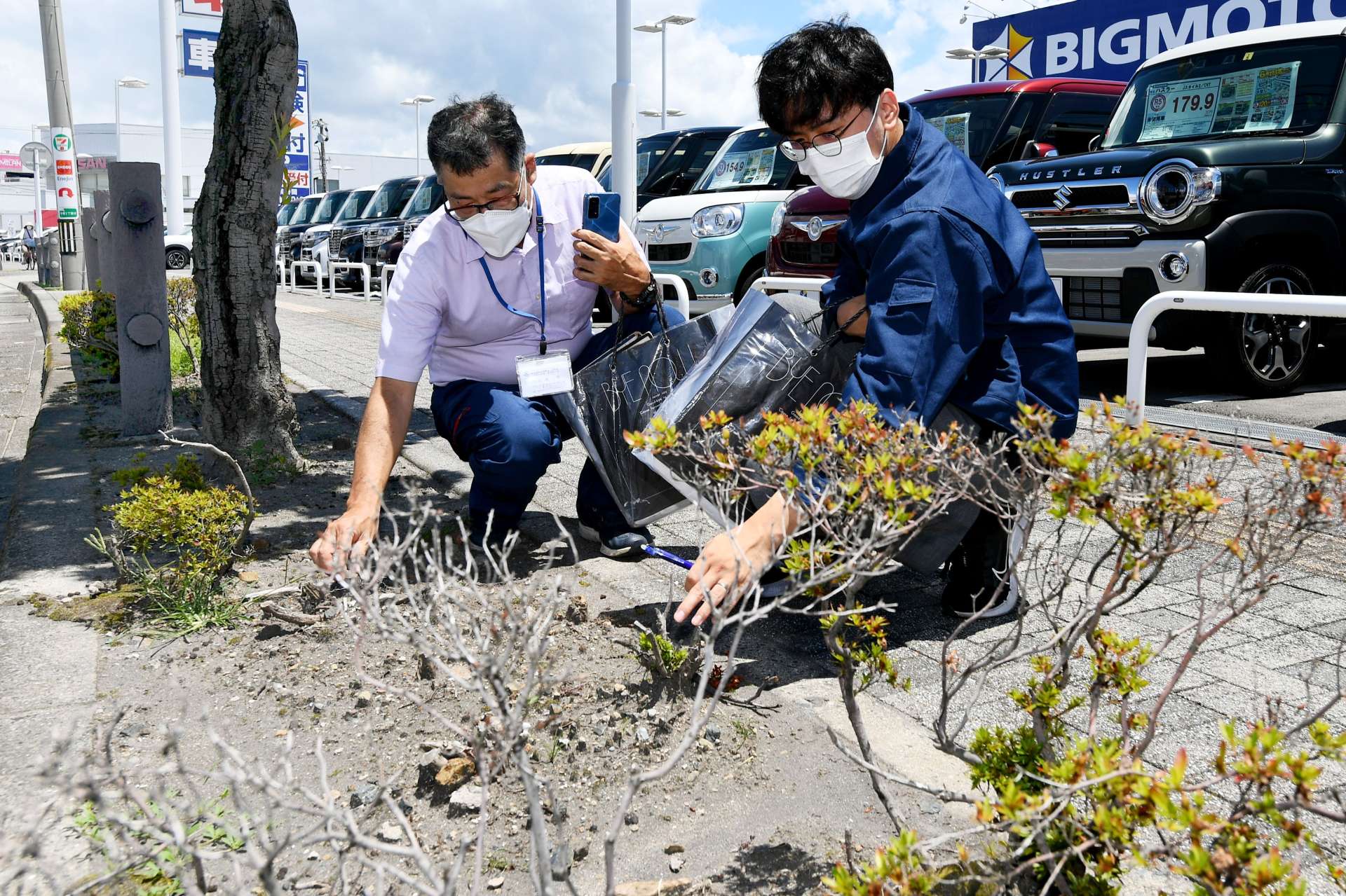 【ツツジ写真】ビッグモーター鹿児島店前の街路樹や植え込みの状態を確認する県職員＝２７日、鹿児島市宇宿２丁目