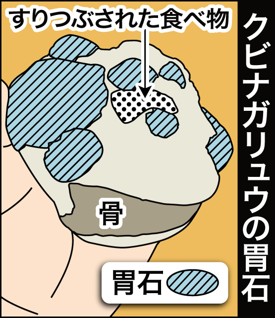 【図解】クビナガリュウの胃石