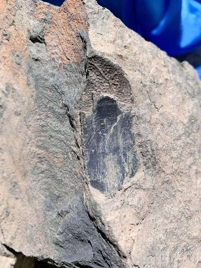スッポンの仲間の甲羅化石。新種の可能性が高い＝６月３日、石川県白山市