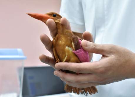 〈関連〉左翼のけがで保護されたリュウキュウアカショウビン＝１８日、奄美市名瀬