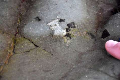 ３カ所目のボーンベッドで見つかった、岩の表面に露出した複数の黒い化石＝１日、長島町獅子島