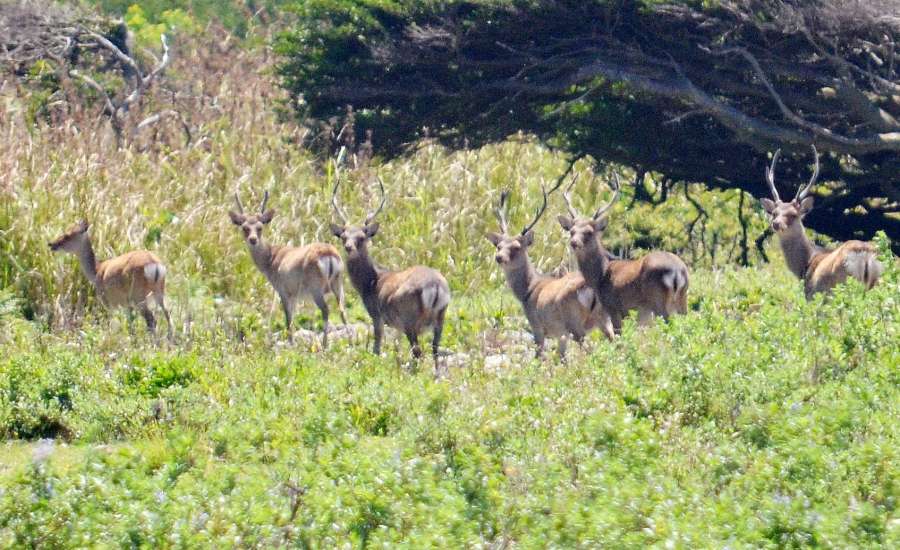 草地を移動するマゲシカの群れ＝２０２２年８月１６日、西之表市馬毛島