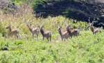 草地を移動するマゲシカの群れ＝２０２２年８月１６日、西之表市馬毛島