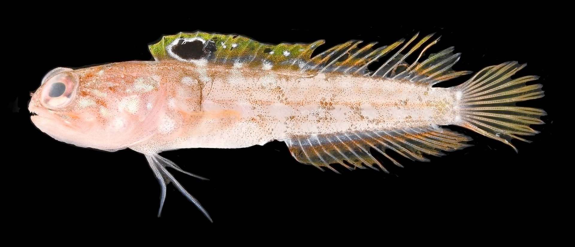 西之表市馬毛島付近の海で見つかった新種のシラタマアゴアマダイ（鹿児島大学総合研究博物館提供）