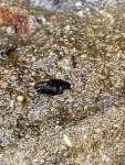 骨の周りからパラパラと出てきた歯の化石＝９月１日、長島町獅子島