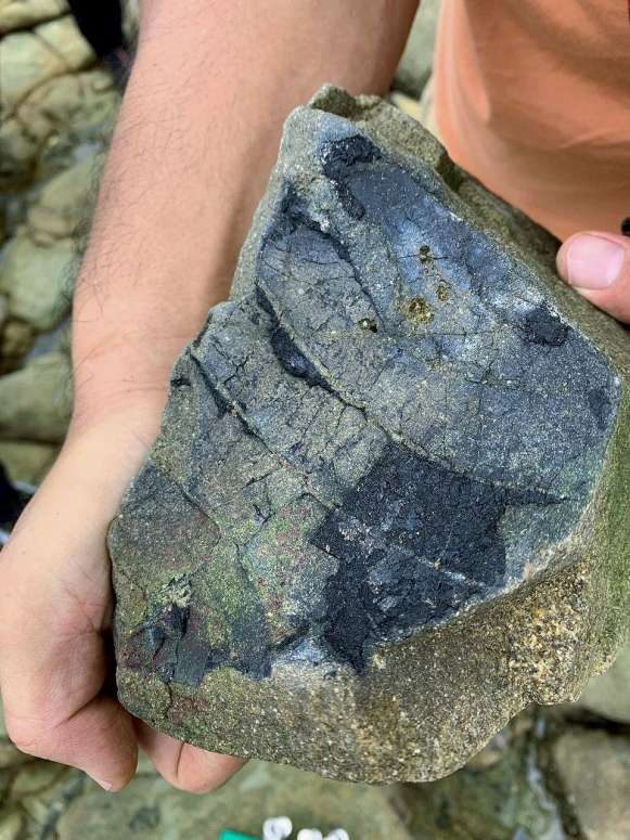 カメ甲羅の化石＝９月１日、長島町獅子島
