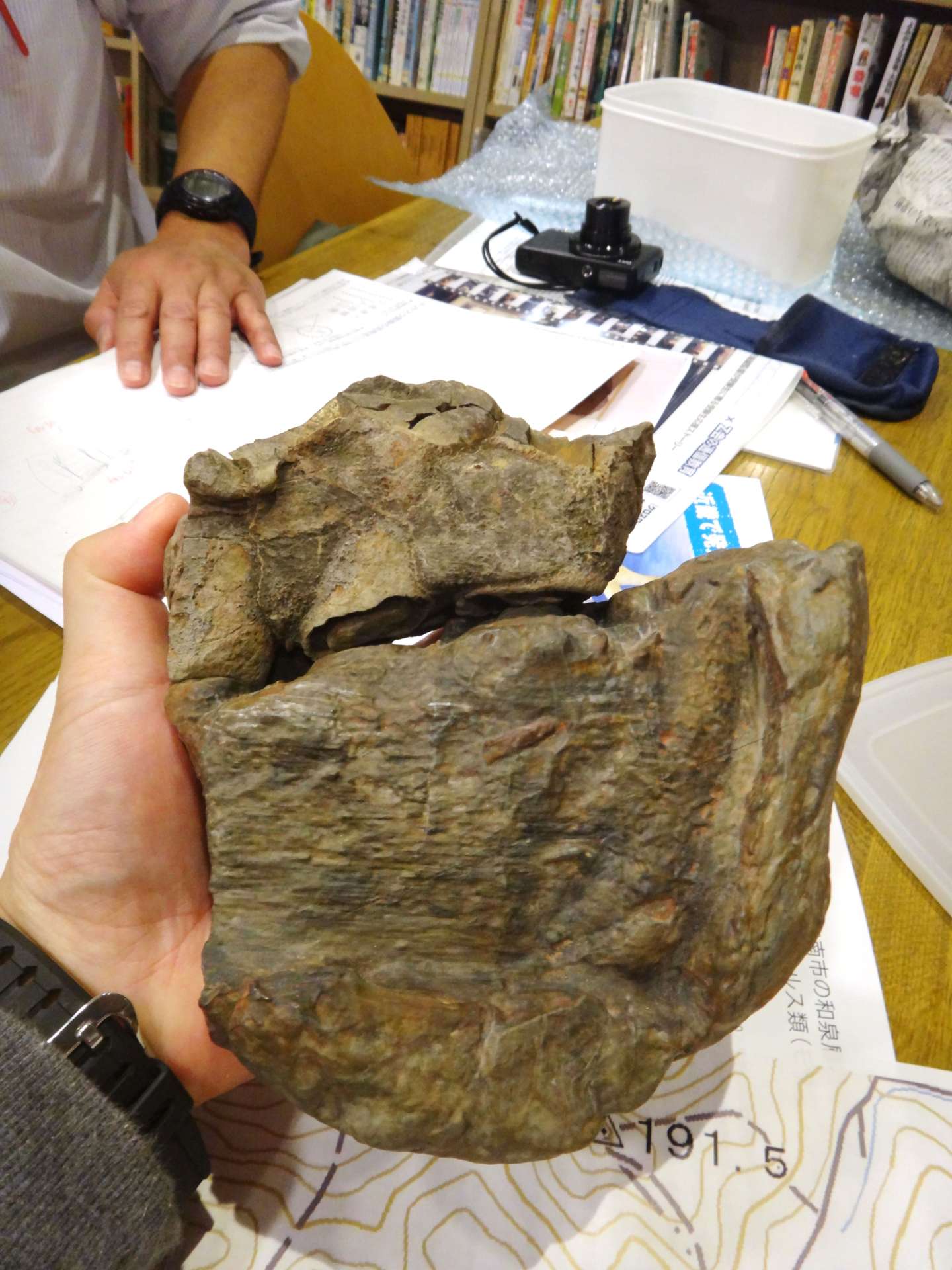 断面が見事に一致した、灘高生発見の化石（上）と私が採集した顎の骨＝２０１５年、大阪市立自然史博物館
